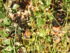 Carex muricata