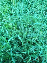 Achillea millefolium