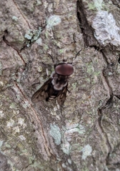 Tabanus trimaculatus