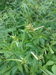 Carex lonchocarpa