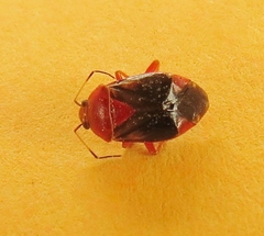 Neocapsus cuneatus