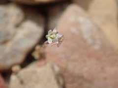 Nemacladus inyoensis