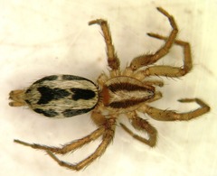 Cesonia rothi
