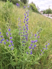 Echium vulgare