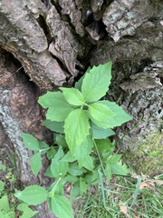 Praxelinae