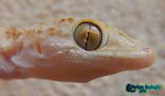 Cyrtopodion scabrum