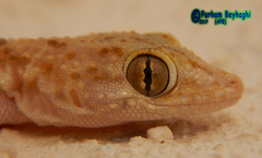 Cyrtopodion scabrum