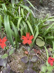 Silene rotundifolia