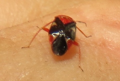 Neocapsus cuneatus