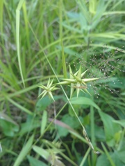 Carex lonchocarpa