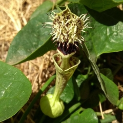 Aristolochia chiquitensis