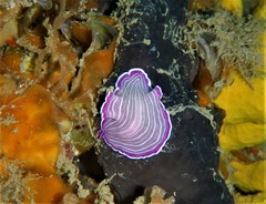 Prostheceraeus roseus