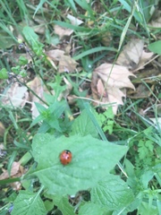Coccinella septempunctata