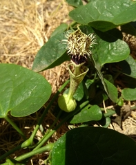 Aristolochia chiquitensis