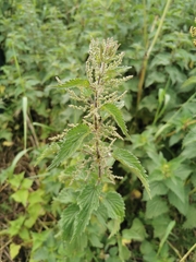 Urtica dioica