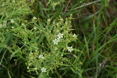 Thesium linophyllon