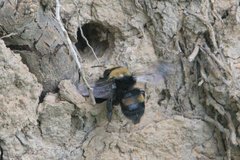 Anthophora bomboides