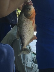 Pygocentrus nattereri