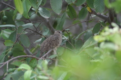 Columbina inca