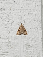 Udea washingtonalis