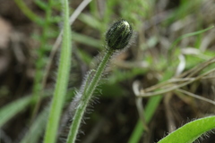 Pilosella schultesii