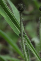 Pilosella schultesii