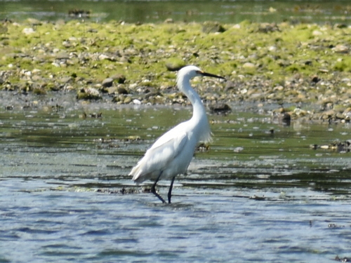 Snowy Egret photographed in Rhode Island