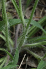 Pilosella schultesii