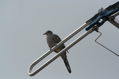 Columbina inca