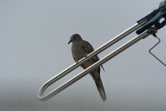 Columbina inca