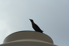 Quiscalus mexicanus