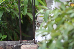Passer domesticus