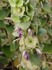 Marrubium supinum