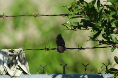 Thryomanes bewickii
