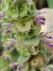 Marrubium supinum