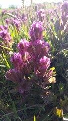 Castilleja ambigua humboldtiensis
