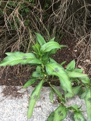 Persicaria lapathifolia