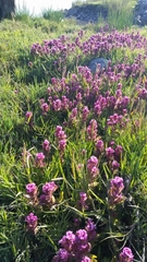 Castilleja ambigua humboldtiensis