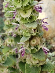 Marrubium supinum