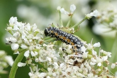 Depressaria daucella