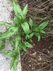 Persicaria lapathifolia