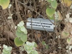 Marrubium supinum