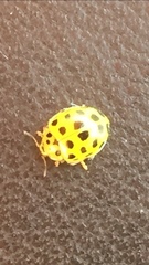 Psyllobora vigintiduopunctata