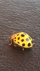 Psyllobora vigintiduopunctata