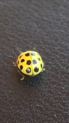 Psyllobora vigintiduopunctata