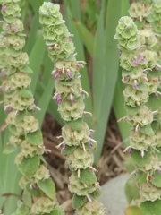 Marrubium supinum