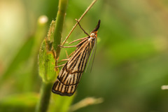 Chrysocramboides craterella