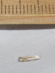 Bucculatrix magnella