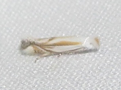 Bucculatrix magnella