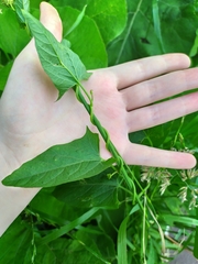 Convolvulus arvensis